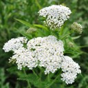 Native Medicinal Plants of Beaver Island