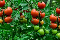 Seed Library Speaker series- June